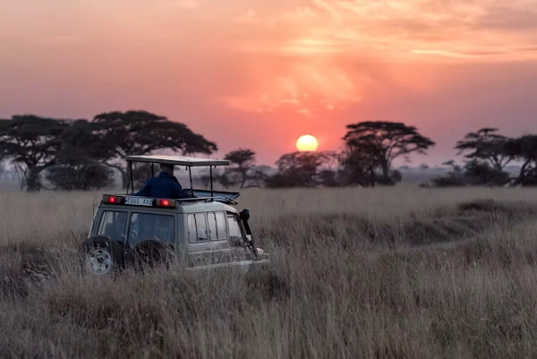 Safari vehicle exploring savanna wildlife at golden sunset